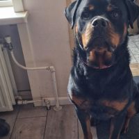 Hondenoppas werk Koudekerke: baasje van Mylo 