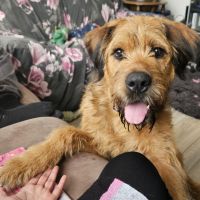 Hondenoppas Didam: Sabrina