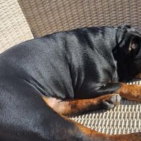 Hondenoppas werk Almere: baasje van Kobe