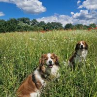 Hondenopvang Ede: Marjolijn