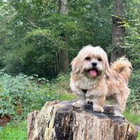 Hondenoppas werk Hoofddorp: baasje van Jari