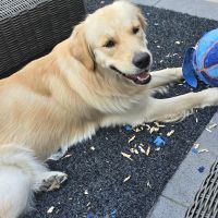 Hondenoppas werk Rotterdam: baasje van Zorro