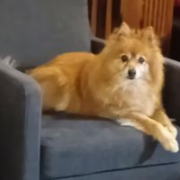 Hondenoppas werk Doetinchem: baasje van Elvis