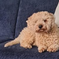 Hondenoppas werk Ridderkerk: baasje van Teddy