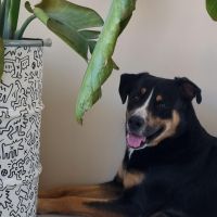 Hondenoppas werk Ooij (Ubbergen): baasje van Balto