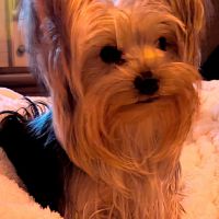 Hondenoppas werk Kerkrade: baasje van Kira 