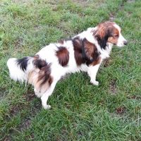 Hondenoppas Spijkenisse: CORINA