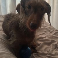 Hondenoppas werk Eindhoven: baasje van Truus 