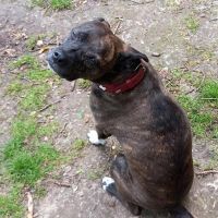 Hondenoppas werk Voorthuizen: baasje van Baboes