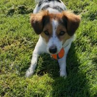 Hondenoppas werk Nijmegen: baasje van Momo