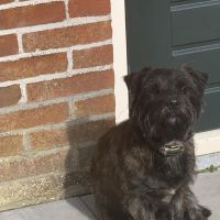 Hondenoppas werk Hoorn (Noord-Holland): baasje van Karel