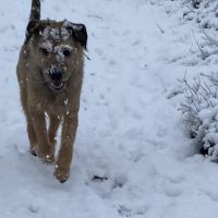 Hondenoppas werk Gorinchem: baasje van Quint