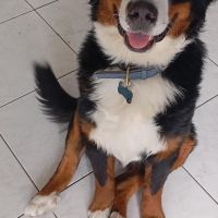 Hondenoppas werk Rotterdam: baasje van Japie