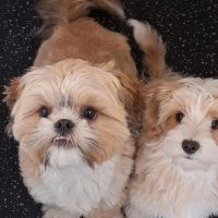 Hondenoppas werk Leeuwarden: baasje van Archie & Scout