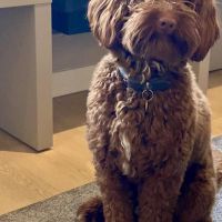 Hondenoppas werk Breda: baasje van Lumi 