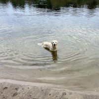 Hondenoppas werk Haarlem: baasje van Moos