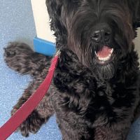 Hondenoppas werk Nijmegen: baasje van Maisy