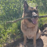 Hondenoppas werk Hengelo (Overijssel): baasje van Bailey