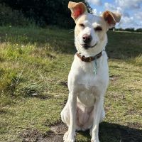 Hondenoppas werk Groningen: baasje van Fini 