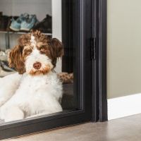 Hondenoppas werk Hengevelde: baasje van Joy