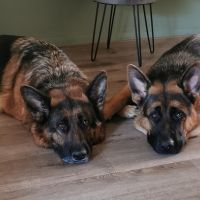 Hondenoppas werk Hoofddorp: baasje van Shilow en Raff