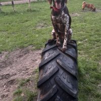 Hondenoppas Enschede: Chantal