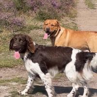 Hondenopvang Hilversum: Dex