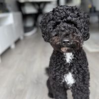 Hondenoppas werk Borger: baasje van Bella