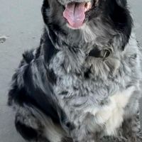 Hondenoppas werk Den Haag: baasje van Luna en Flynn