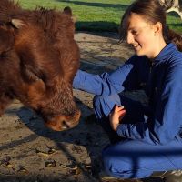 Hondenoppas Spijkenisse: Hannah
