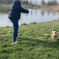Hondenoppas Dordrecht: Sammy-Jo 