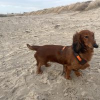 Hondenoppas werk Malden: baasje van Juna