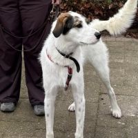 Hondenoppas werk Zwolle: baasje van Ronja