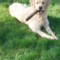 Hondenoppas werk Dordrecht: baasje van Chico