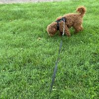 Hondenoppas werk Emmeloord: baasje van Thor