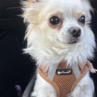 Hondenoppas werk Roermond: baasje van Wealthy 