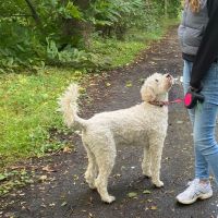 Hondenoppas Leidschendam: Michelle