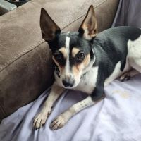 Hondenoppas werk Gouda: baasje van Bella