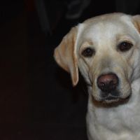 Hondenoppas werk Apeldoorn: baasje van Lilly