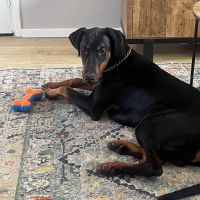 Hondenoppas werk Roosendaal: baasje van Charlie