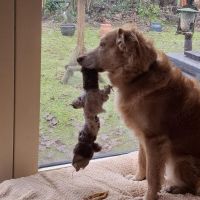 Hondenoppas werk Mook: baasje van Loetje