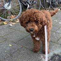 Hondenoppas werk Rotterdam: baasje van Teddy Mae 