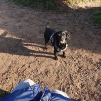Hondenoppas werk Den Haag: baasje van Jack