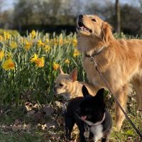 Hondenoppas werk Berghem (Noord-Brabant): baasje van Lana, Luna, Lili