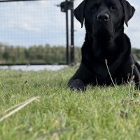 Hondenoppas werk Diemen: baasje van Rocky