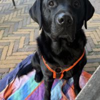 Hondenoppas werk Diemen: baasje van Rocky