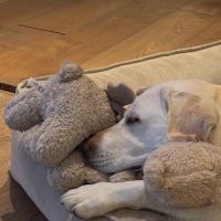 Hondenoppas werk Zeist: baasje van Bisou