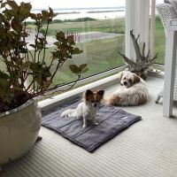 Hondenoppas werk Zeewolde: baasje van Beau en Nala
