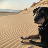 Hondenoppas werk Amsterdam: baasje van Sasha