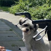 Hondenoppas werk Almere: baasje van Boomer